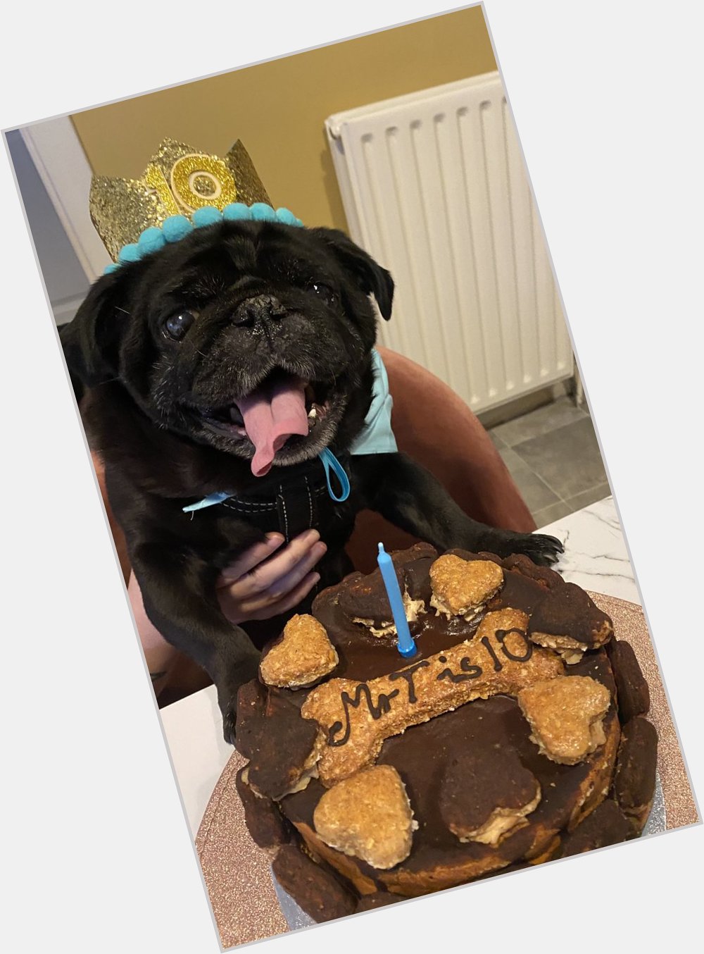 Happy birthday to the man, the myth, the legend that is my pug Mr T. He s 10 years young today! 