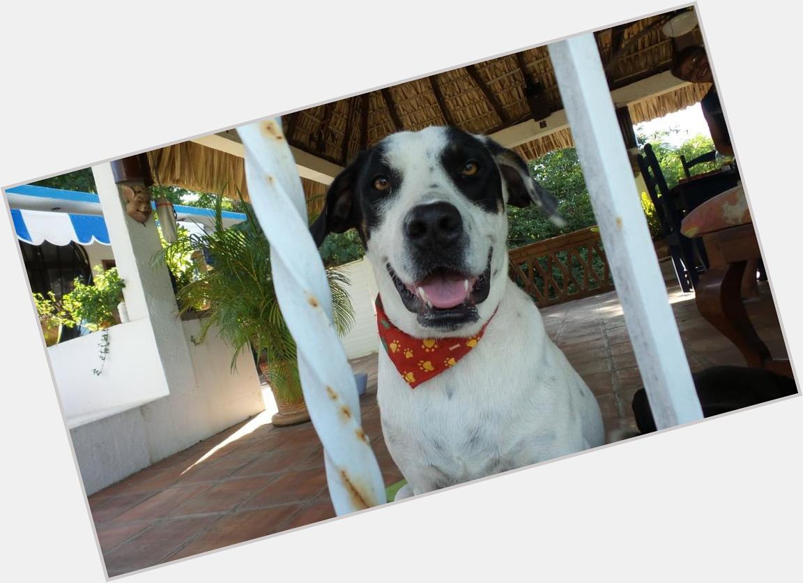 A favour to ask please any chance of a poem for a birthday card about happy Mexican dog Nelly? Gracias 