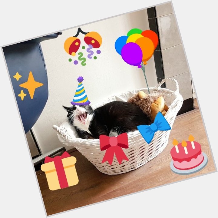  Happy birthday Nelly! I hope you have a wonderful day full of treats and love   