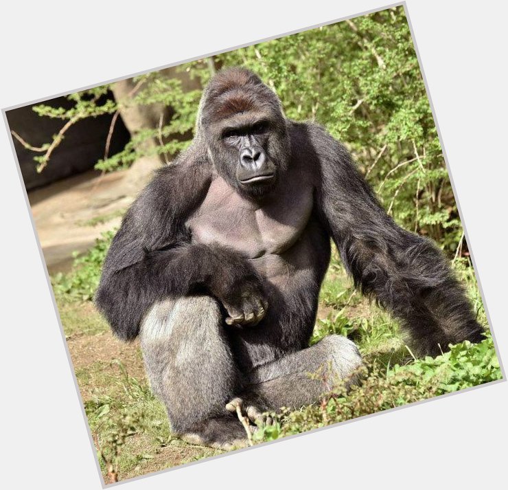 Let s remember to not forget the importance of today.... Harambes birthday. Happy birthday you sweet prince 