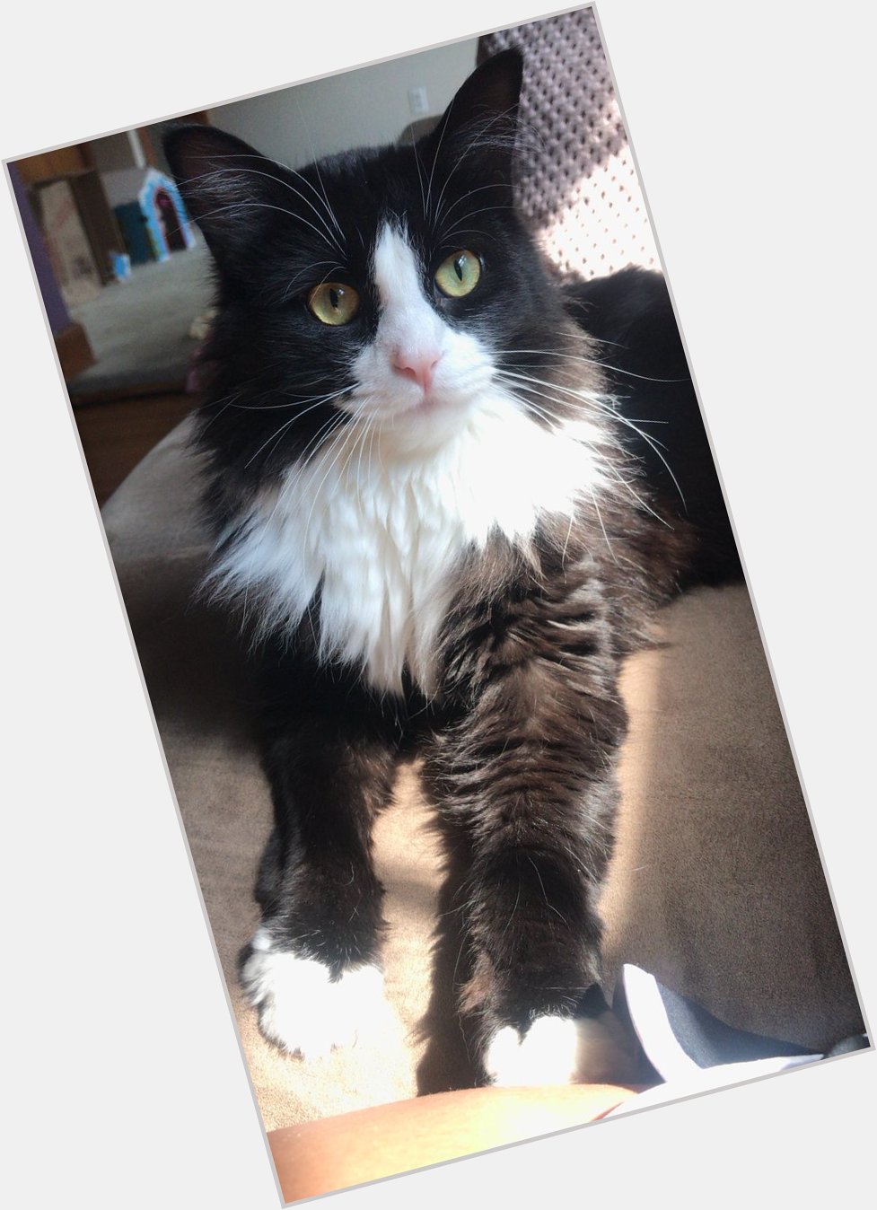 Happy maybe 1st birthday to my bby kitty Whitney Prince even though no one really knows for sure    