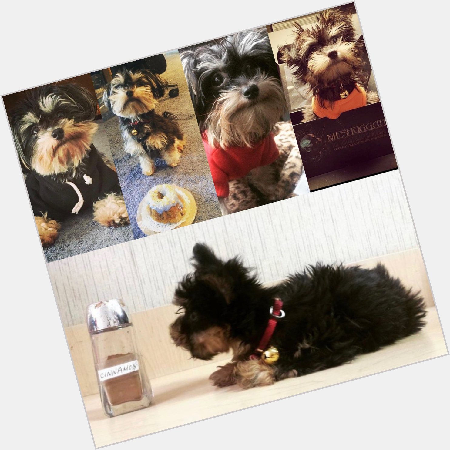 Happy 5th birthday to the little prince, Daesu! 