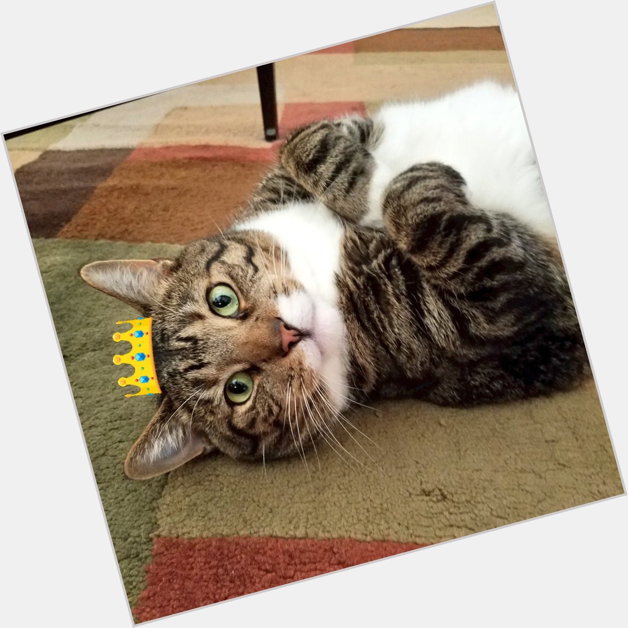 Happy birthday, Walter! You are a prince amongst felines today! 