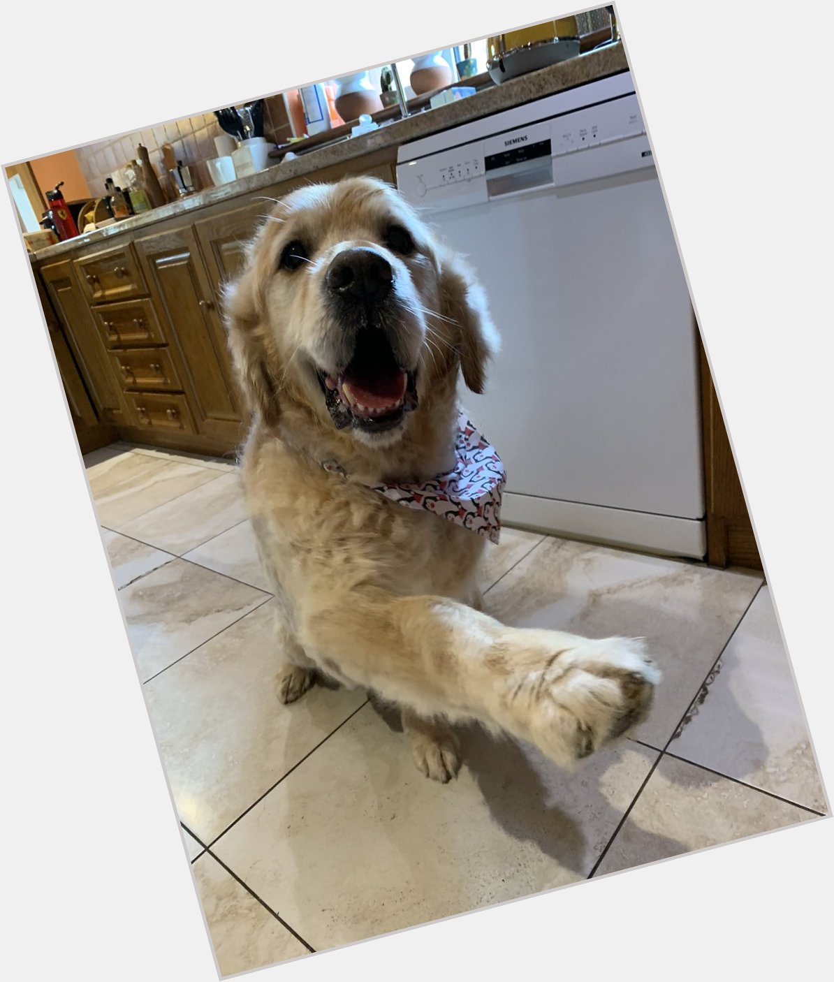 Happy 10th birthday to my beautiful, prince Eddie    