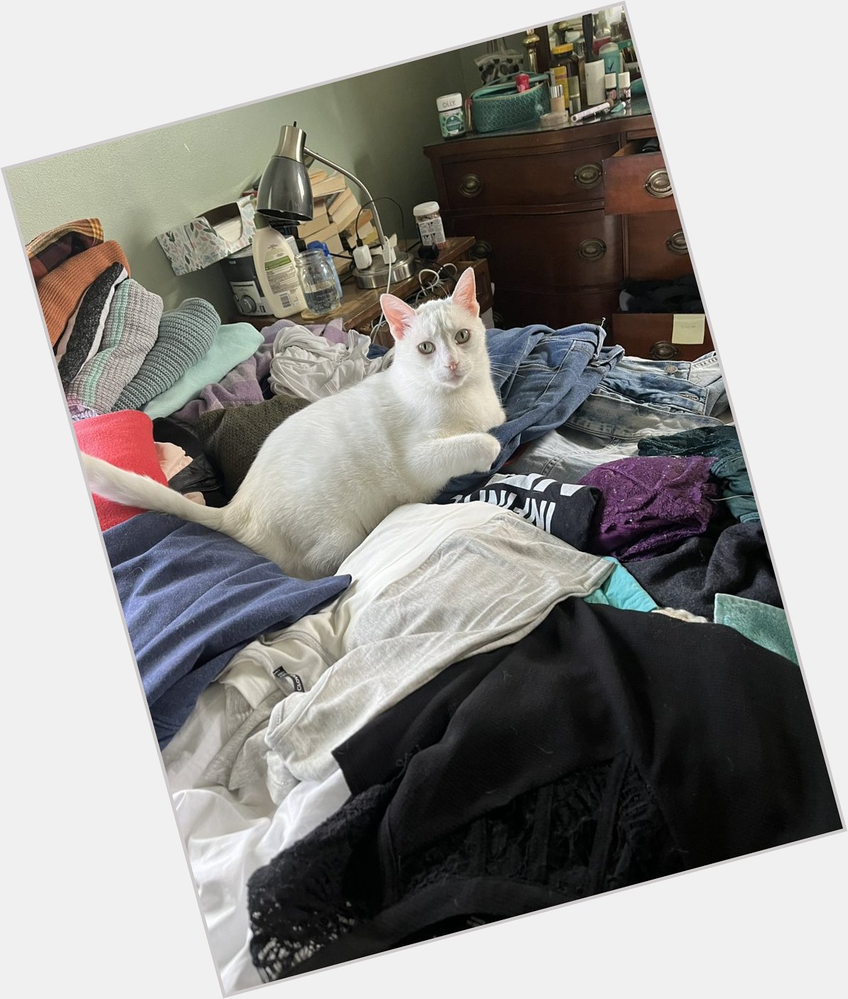  Happy belated birthday! Here is Momo, the prince of laundry 