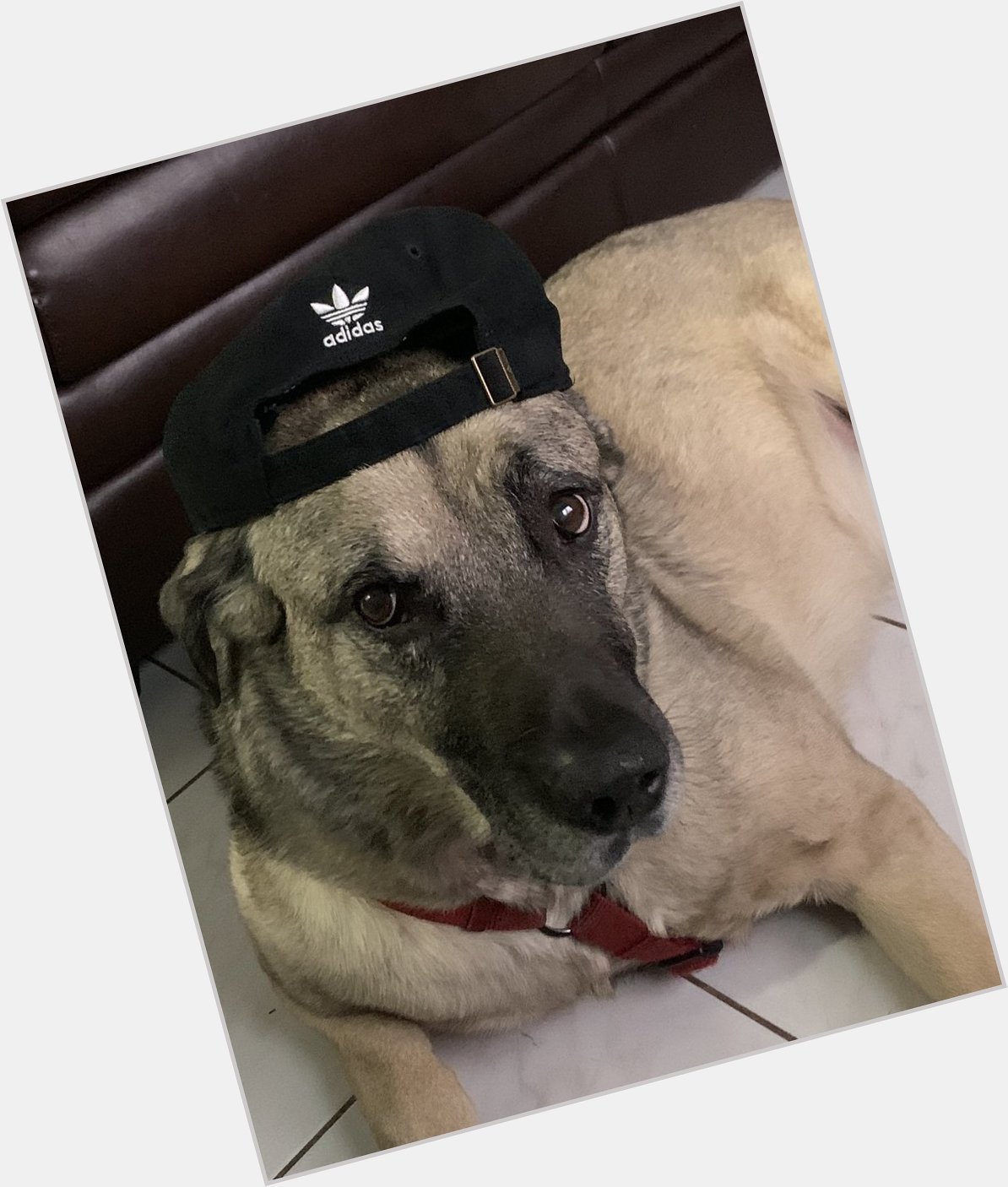 Happy bday to Prince Harold Harry Houdini de los Santos Lauza    