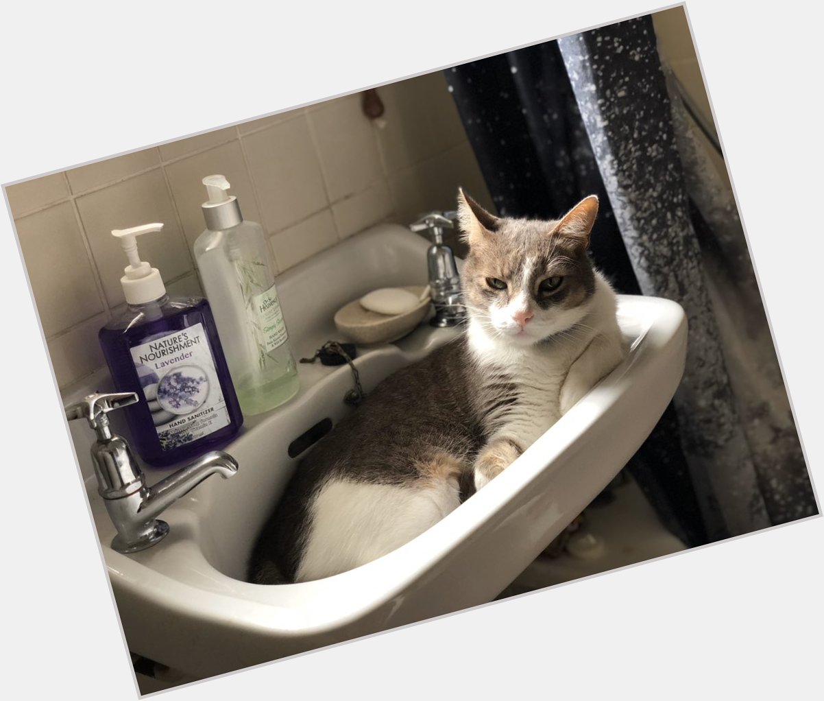  This Sultan of the Sink says happy birthday Soup! 