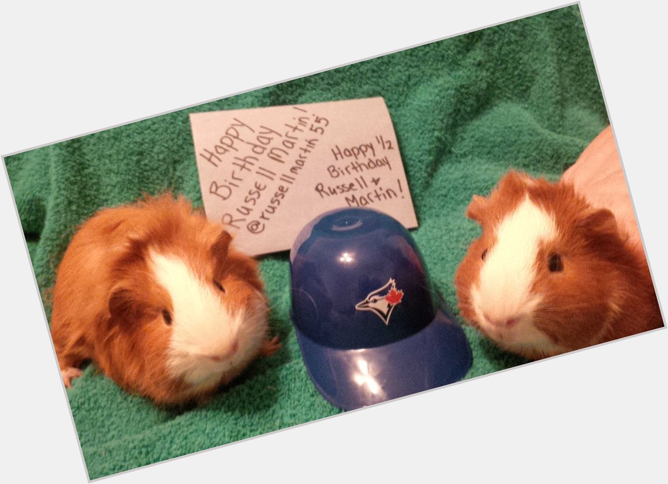 Happy 34th Birthday and a Happy 1/2 birthday to our piggies Russell & Martin!! 