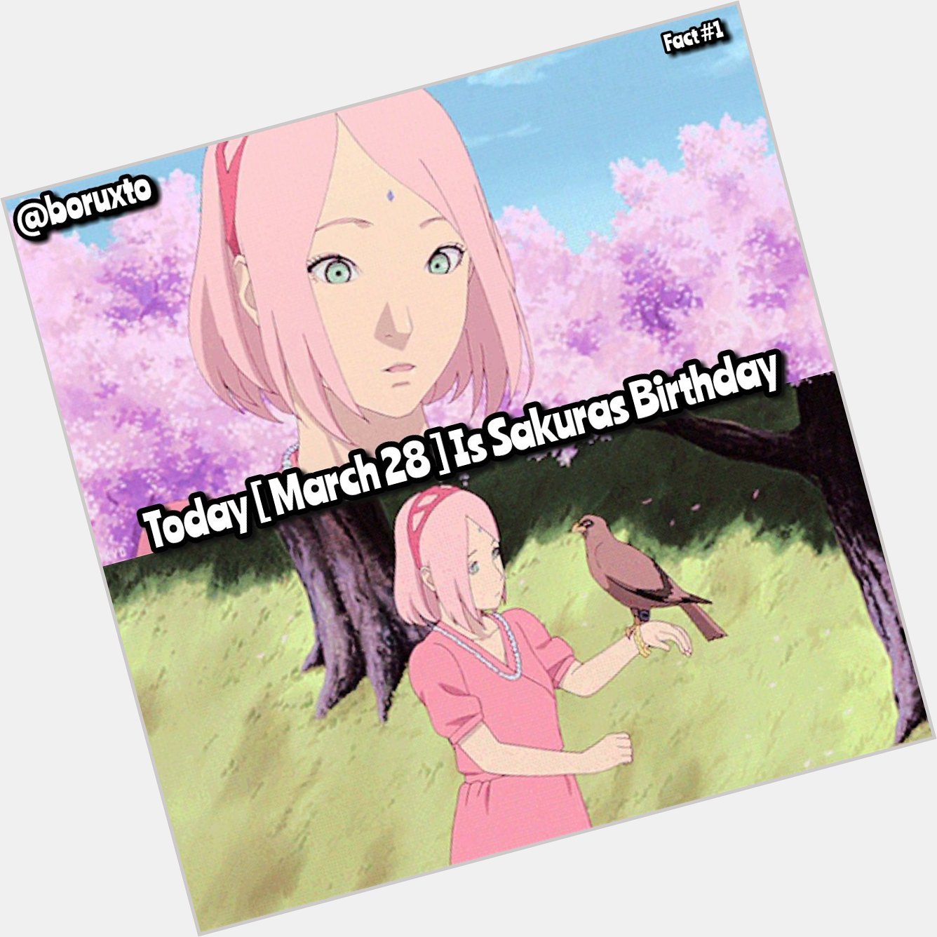 Fact happy birthday Sakura Haruno 