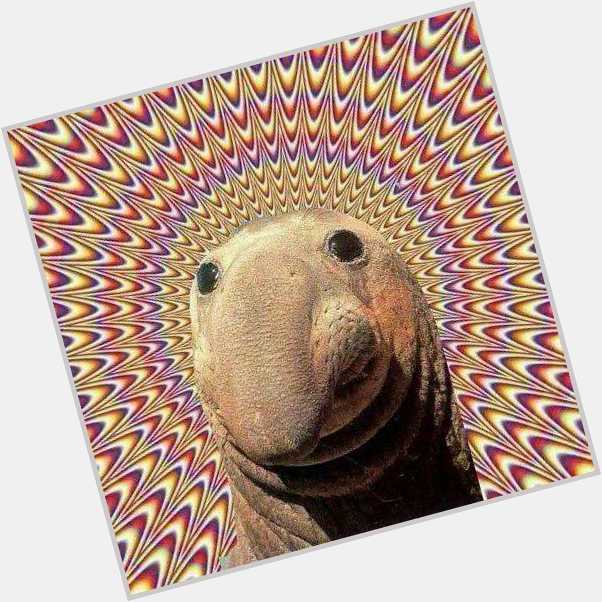 TODAYS ELEPHANT SEAL GOES TO FOR HAVING BEEN BORN ON THIS DAY × YEARS AGO. HAPPY BIRTHDAY MAN. 