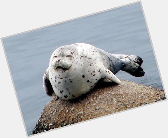 Happy birthday Harry this is a seal enjoy 