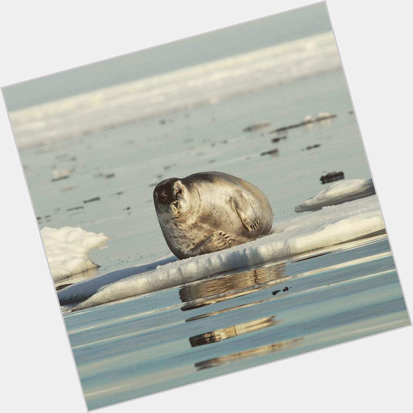  Happy birthday Heather! Bearded seal in Foxe Basin, NU. I think you\ve seen this one before, haha. 