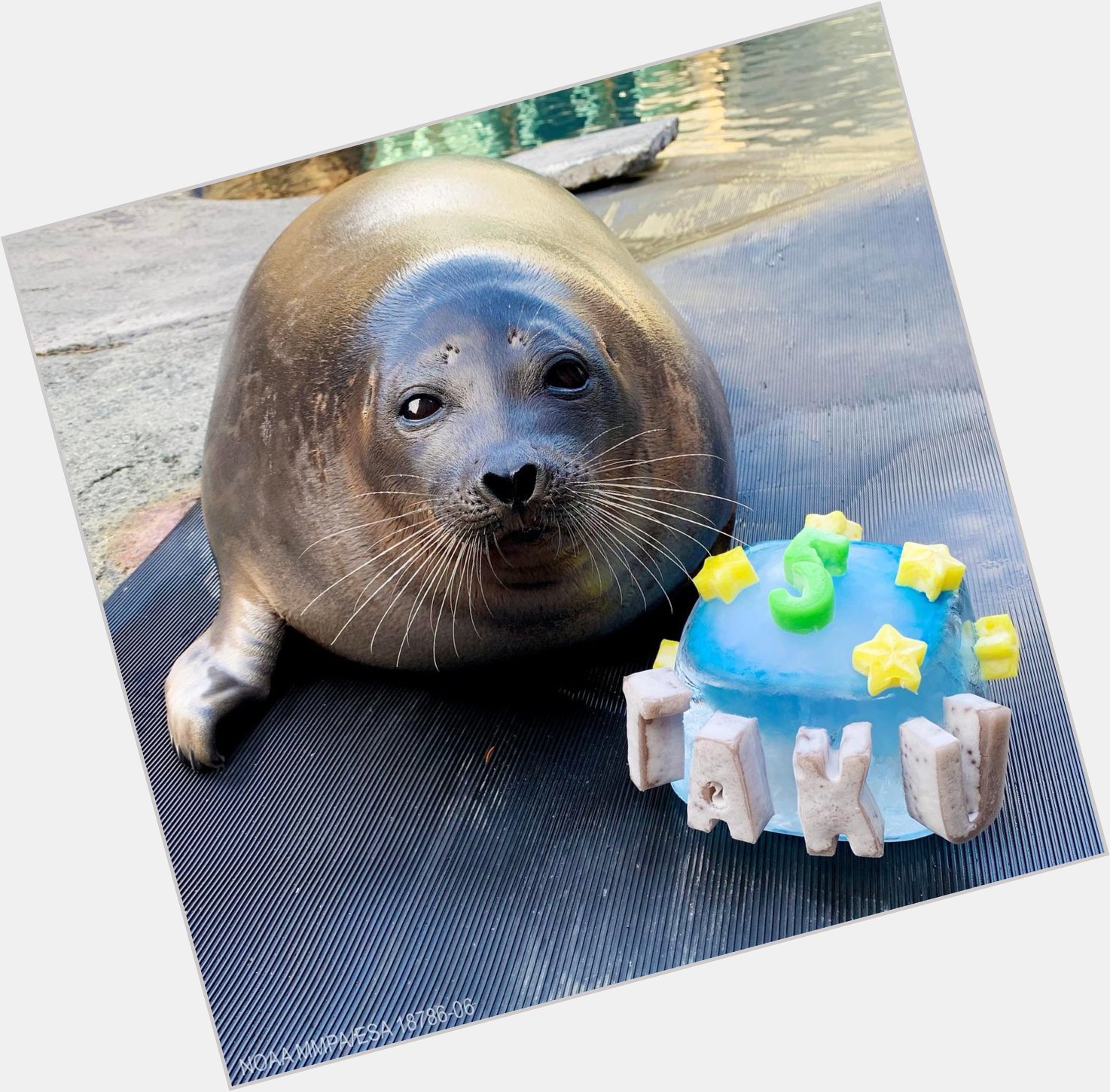 Happy seal with his bday cake 