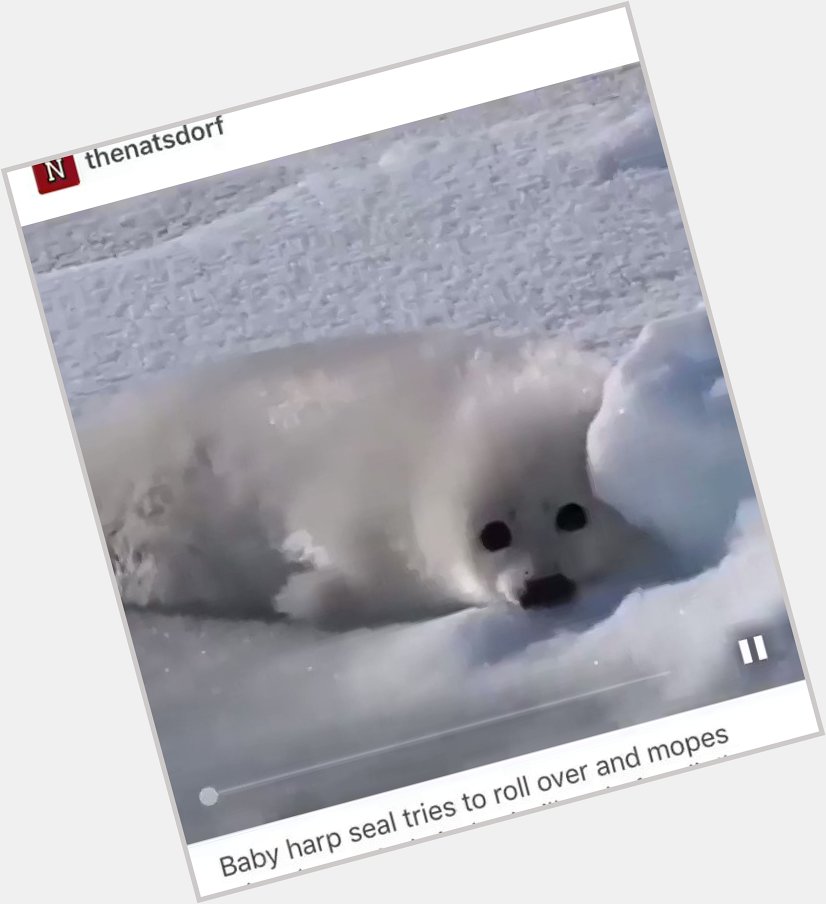  Happy birthday I got you this seal video 