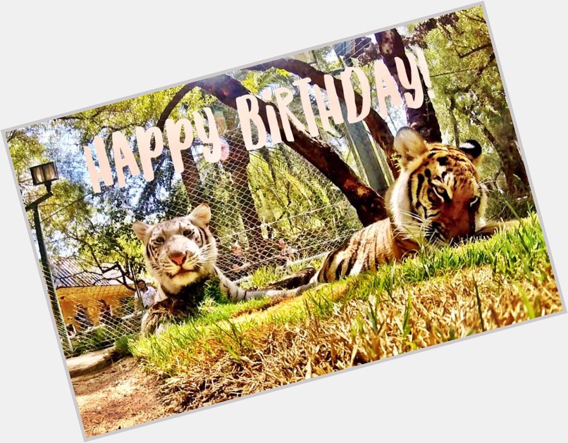 We\re wishing a furry Happy Birthday to our own, Siegfried Fischbacher! - Hirah & Maharani  