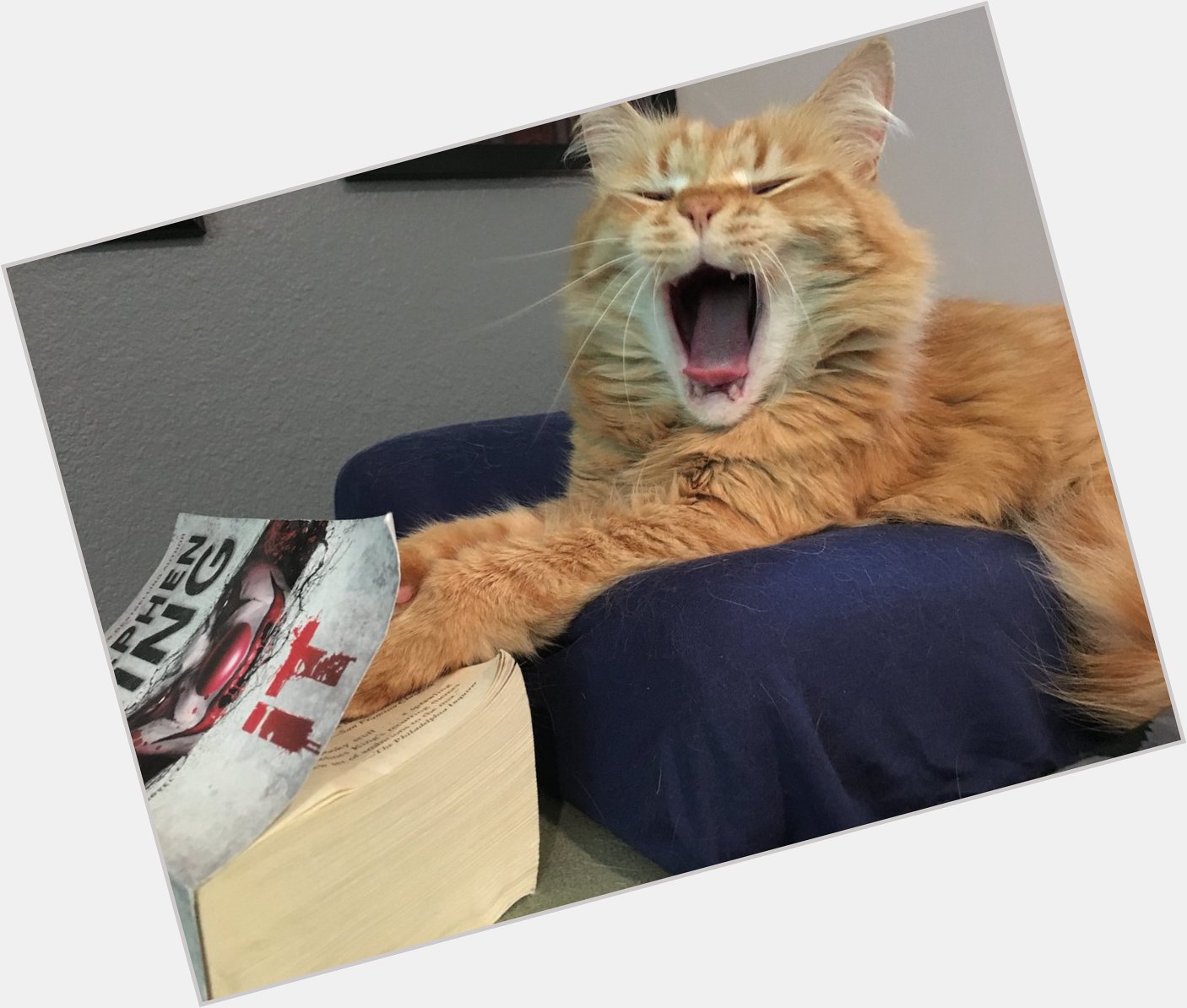 Mr. Marbles Tigerpants wishes a very happy birthday to our favorite author, Stephen King. 