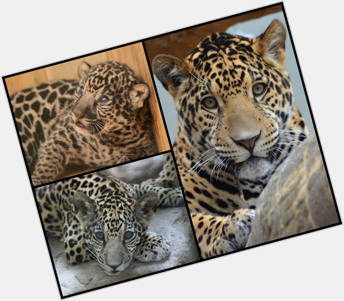Happy 1st Birthday to Seymour the jaguar cub! Photos by Dr. Jen Kilburn and Steve Jones. 
