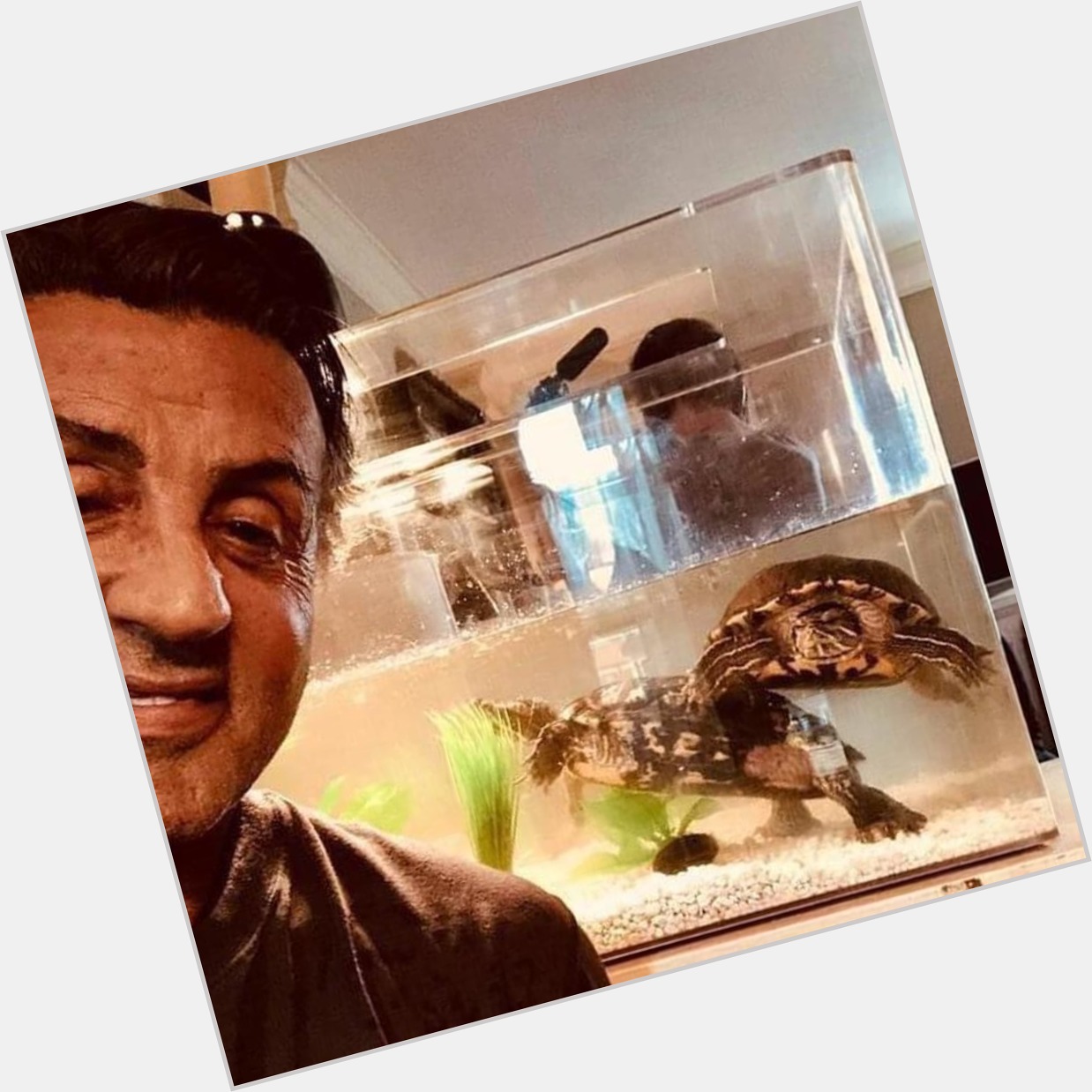 Happy birthday, Sylvester Stallone - photographed with the turtles he still owns from the original \Rocky\  