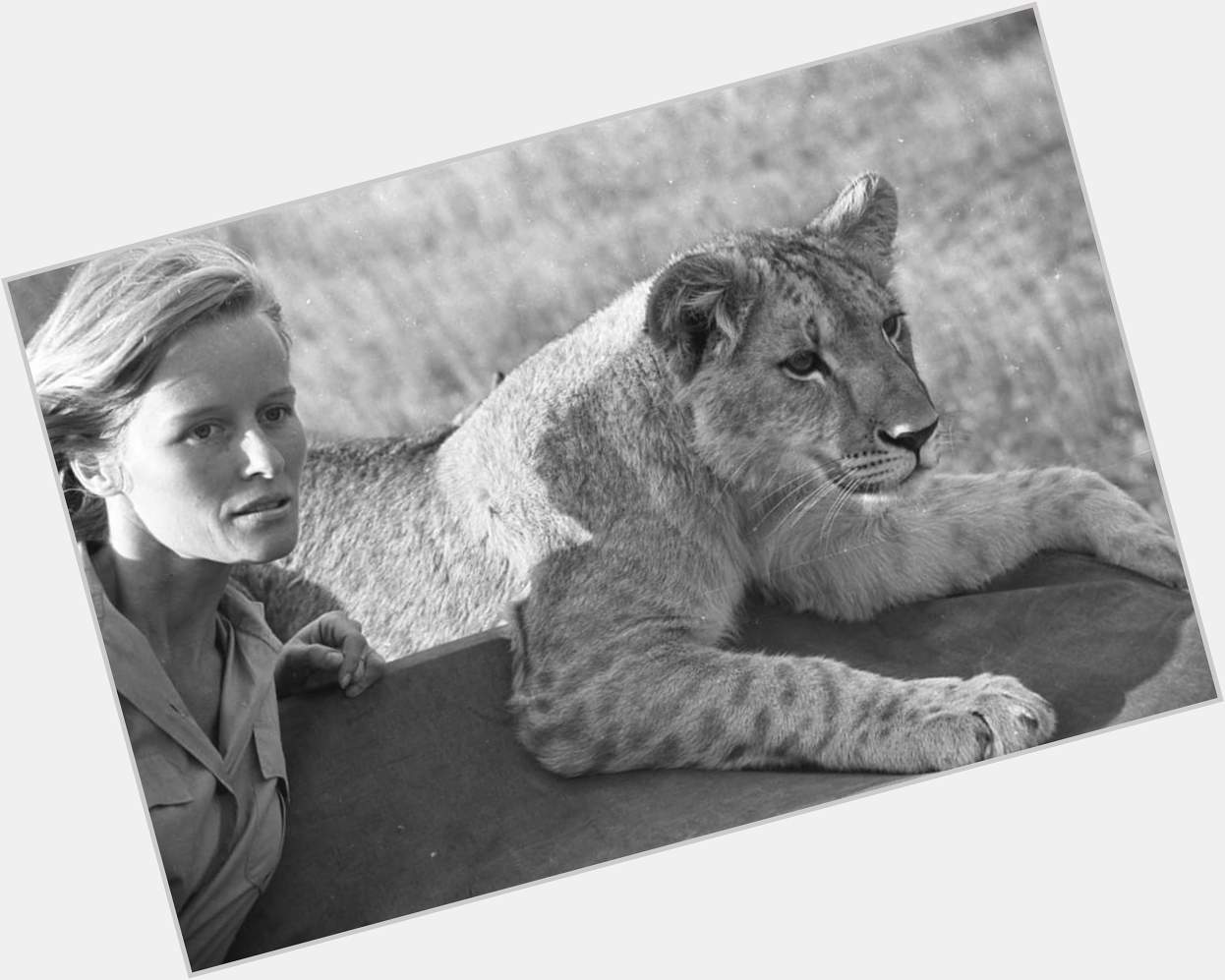 Happy Birthday to Virginia McKenna who turns 92 today!  Pictured here in Born Free (1966). 